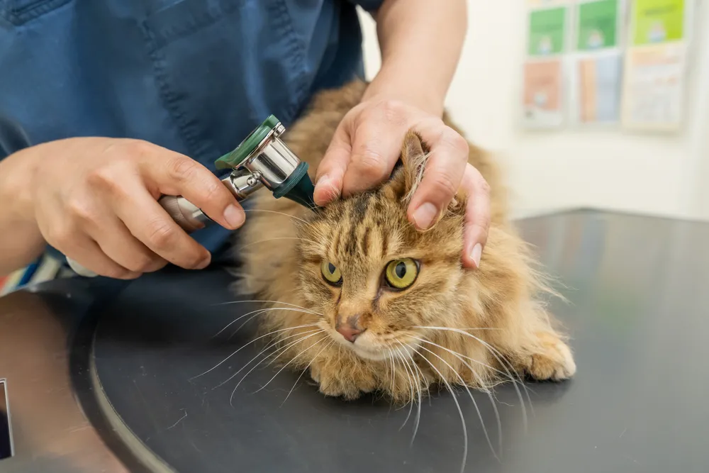 ノミ・ダニの予防について