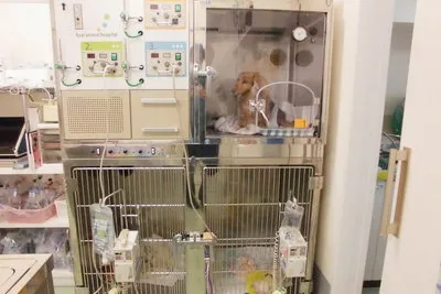 ICU